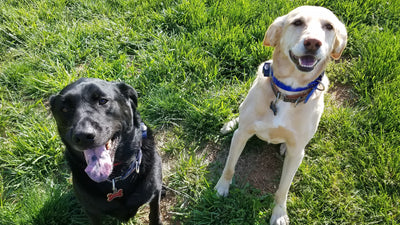 Two Labs Coffee